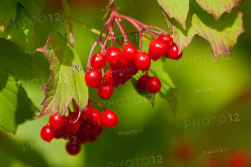 Common snowball (Viburnum opulus), ripe berries, fruits, Rhineland-Palatinate, Germany