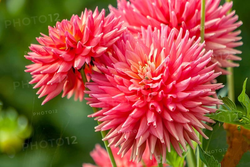 Detailed view of pink cactus dahlias with green surroundings and natural flair, Palatinate, Rhineland-Palatinate, Germany