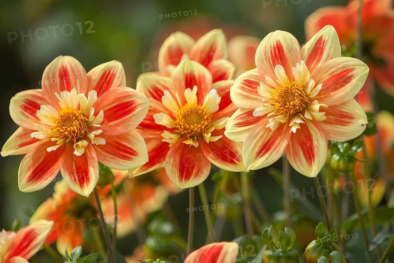 Yellow-red dahlias with a unique pattern stand in a natural environment, Palatinate, Rhineland-Palatinate, Germany