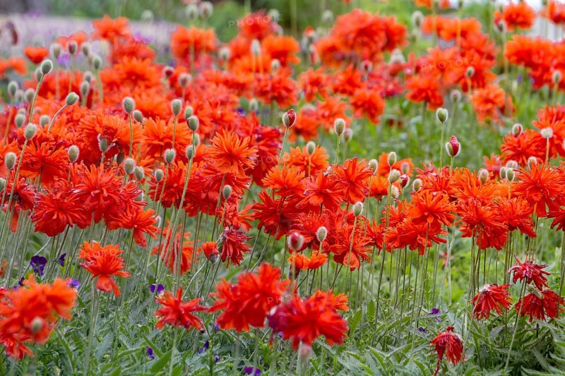 Stuffed poppies (papaver), Palatinate, Rhineland-Palatinate, Germany