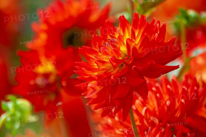 Bright red dahlias in the sun convey summer vibrancy, Palatinate, Rhineland-Palatinate, Germany