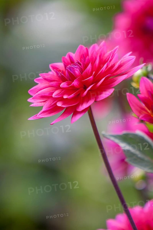 Close-up of red dahlia with blurred background and green leaves, Münsterland, North Rhine-Westphalia, Germany