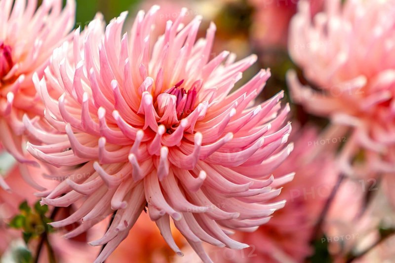 Close-up of pink dahlias with soft colors and natural atmosphere, Palatinate, Rhineland-Palatinate, Germany