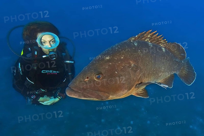 Underwater photo of female diver looking at swimming right next to large brown grouper (Epinephelus marginatus), Mediterranean
