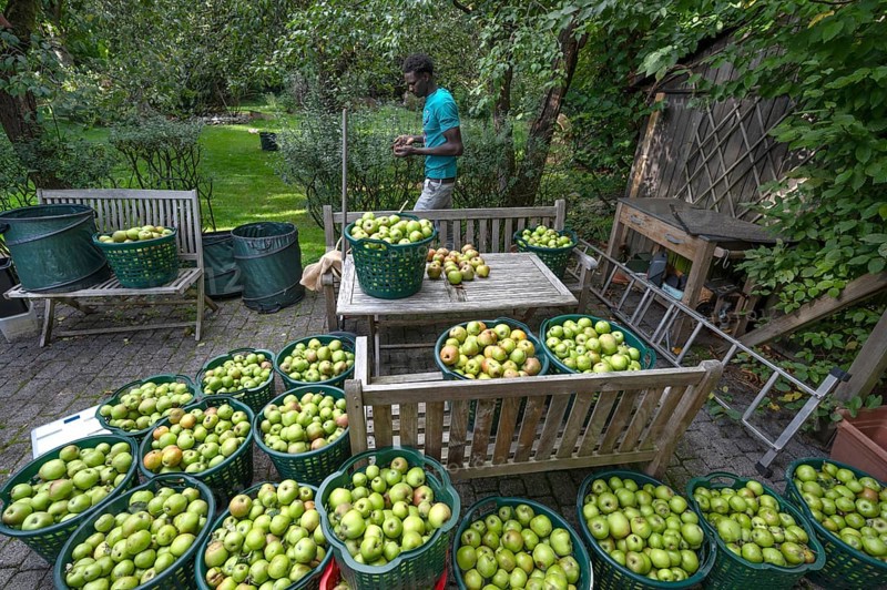 Apple harvest (Malus), apples collected in baskets, Lauf an der Pegnitz, Middle Franconia, Bavaria, Germany