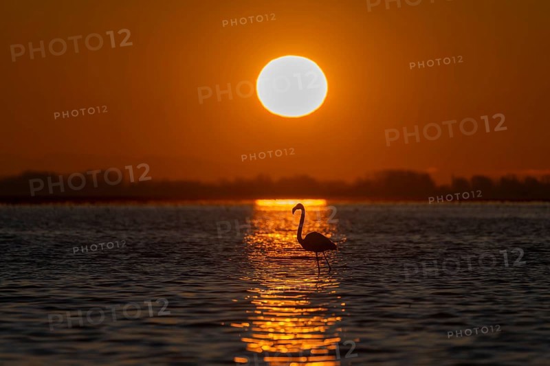 Pink flamingo (Phoenicopterus roseus) in the water in front of the rising sun, Lake Kerkini, Greece