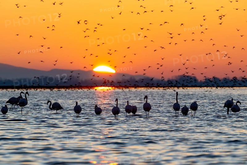 Pink flamingos (Phoenicopterus roseus) in the water at sunrise, Lake Kerkini, Greece