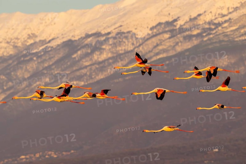 Pink flamingos (Phoenicopterus roseus) in flight in front of snow-covered mountains, Lake Kerkini, Greece
