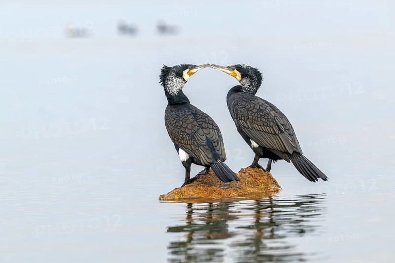 Cormorant (Phalacrocorax carbo), pair in their plumage, mating on a stone in the lake, Lake Kerkini, Greece