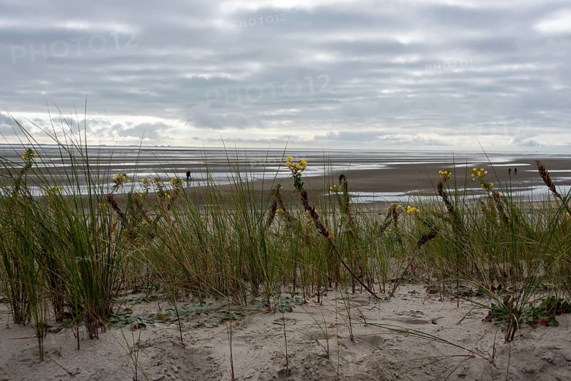 Dune grasses and yellow wildflowers in the sand, behind them 'the mudflats at low tide, Föhr Island, Schleswig-Holstein, Germany