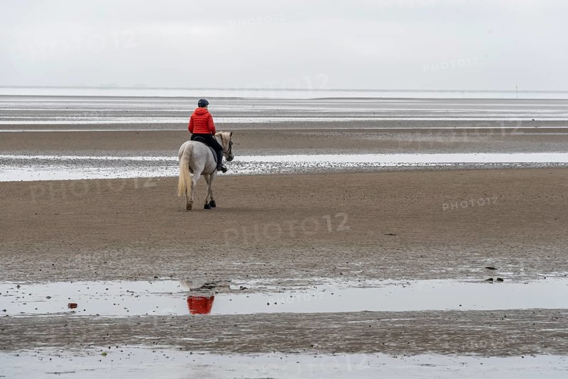A horsewoman in a red jacket rides a white horse across the mudflats of the island of Föhr, Schleswig-Holstein, Germany
