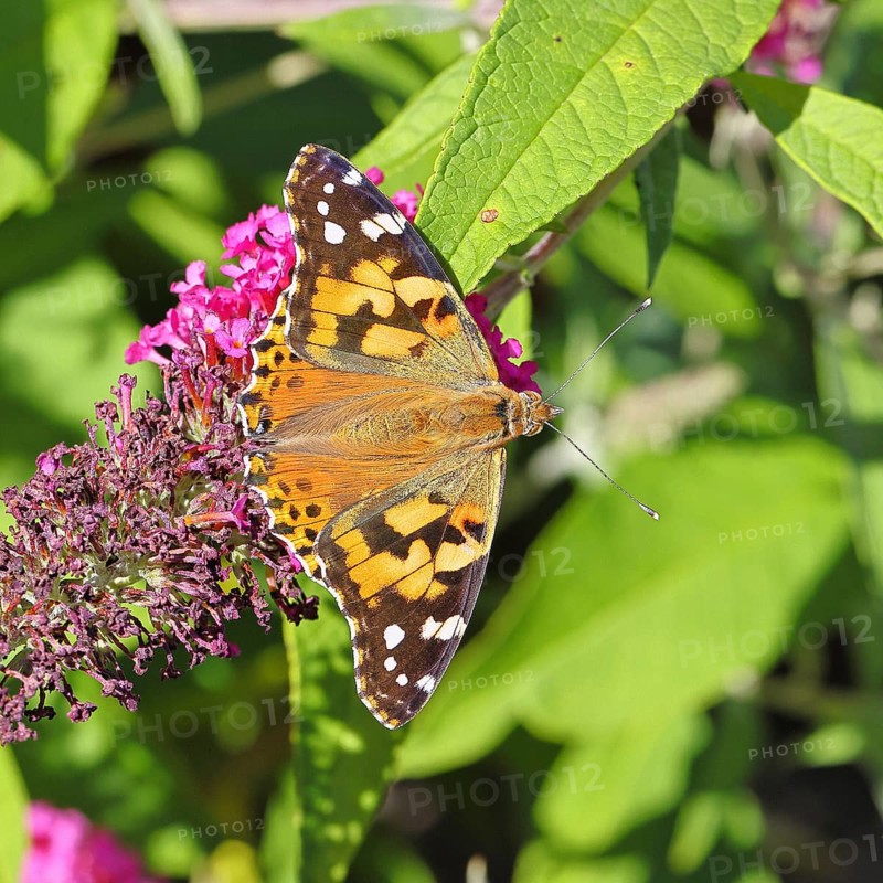 Thistle butterfly (Vanessa cardui) on a Buddleja davidii flower, Wilnsdorf, North Rhine-Westphalia, Germany