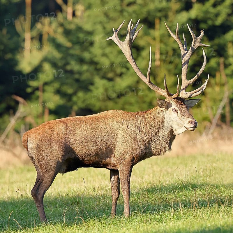 Red deer (Cervus elaphus) in rutting season, capital stag in a forest clearing, animal portrait, wildlife, autumn, Sauerland, North Rhine-Westphalia, Germany