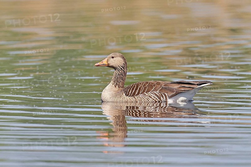 Greylag goose (Anser anser), swimming on a pond, Wagbachniederung nature reserve, Waghäusel, Baden-Württemberg, Germany