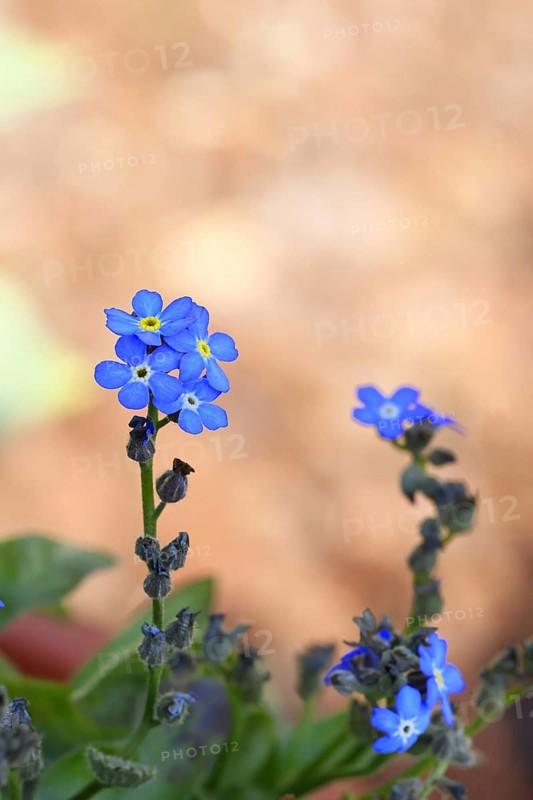 Marsh forget-me-not (Myosotis palustris), true forget-me-not in bloom in spring, close-up, Wilnsdorf, North Rhine-Westphalia, Germany