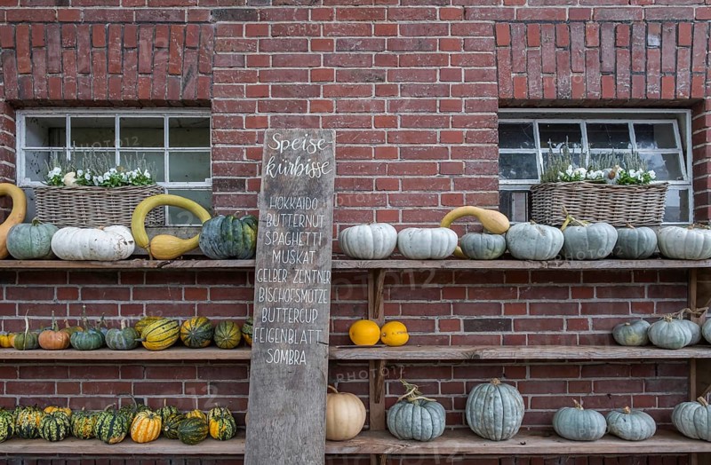 Stable window with floral decoration and pumpkins, North Rhine-Westphalia, Germany
