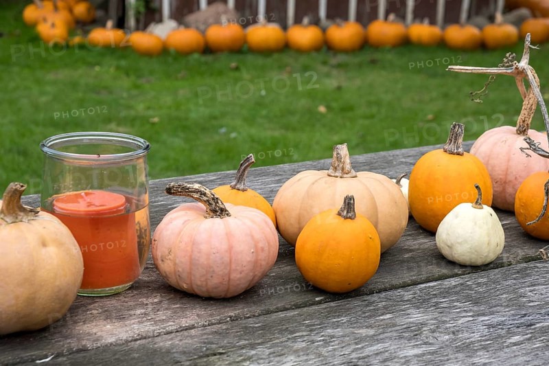 Various pumpkins lie on a wooden table in a garden next to a candle, creating a rustic autumnal atmosphere, Münsterland, North Rhine-Westphalia, Germany