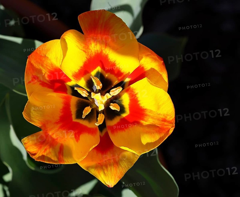 Pistil and stamens in a tulip calyx (Tulipa), tulip flower, red, black and yellow markings, Wilnsdorf, North Rhine-Westphalia, Germany
