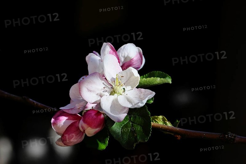 Apple blossoms (Malus), red still closed blossoms and white open blossom with black background, close-up, Wilnsdorf, North Rhine-Westphalia, Germany