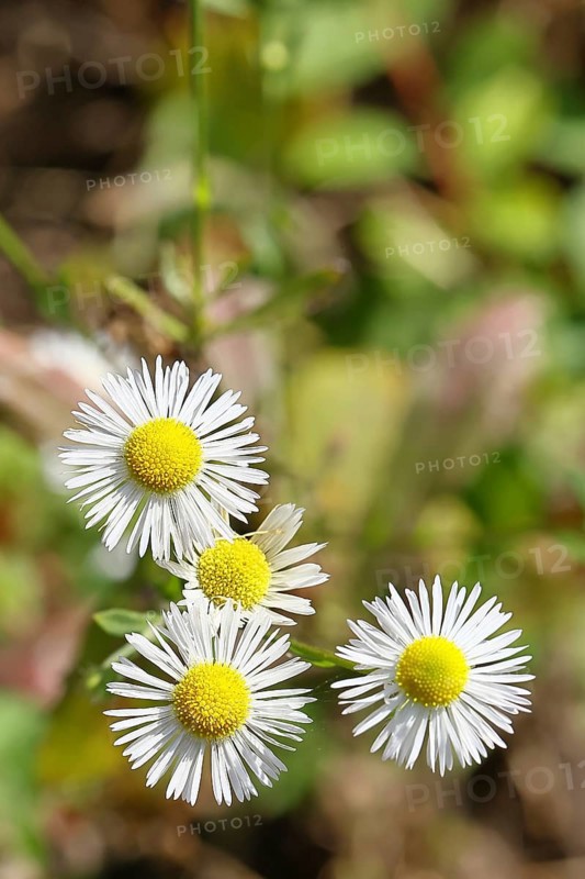 Annual ragweed (Erigeron annuus), by the wayside in a field, Wilnsdorf, North Rhine-Westphalia, Germany