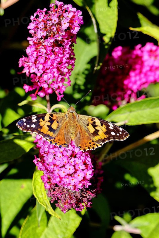 Thistle butterfly (Vanessa cardui) on a Buddleja davidii flower, Wilnsdorf, North Rhine-Westphalia, Germany