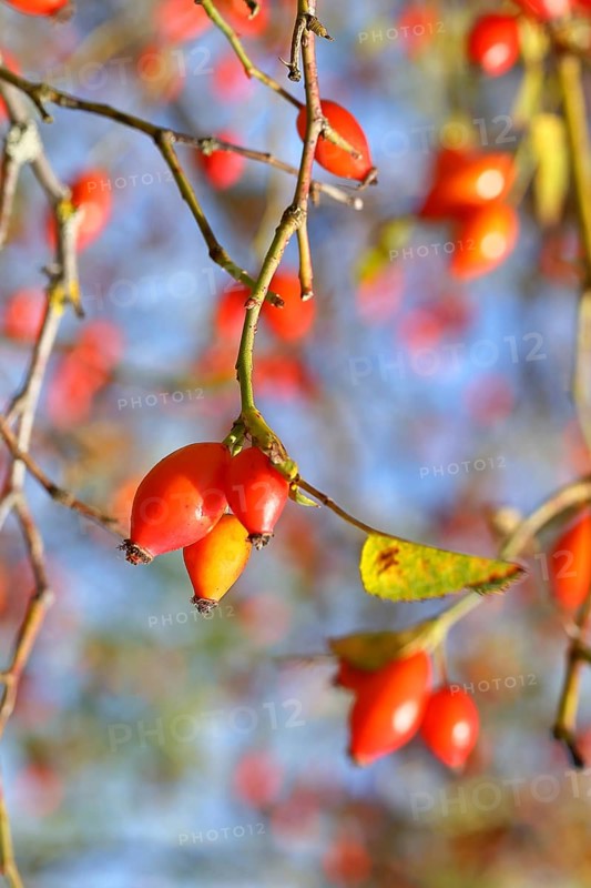 Ripe rosehip fruit of the dog rose (Rosa canina) on a branch, close-up, Wilnsdorf, North Rhine-Westphalia, Germany
