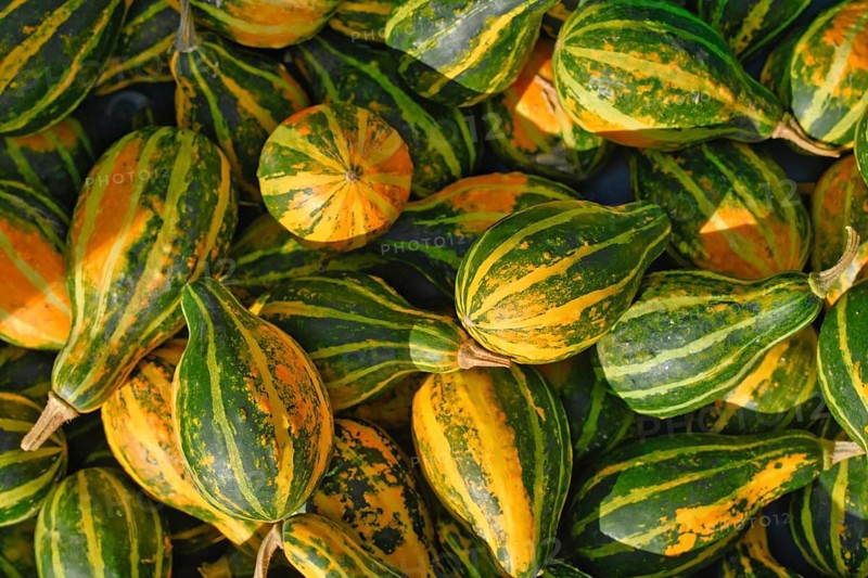 Top view of yellow, orange and green striped ornamental gourds