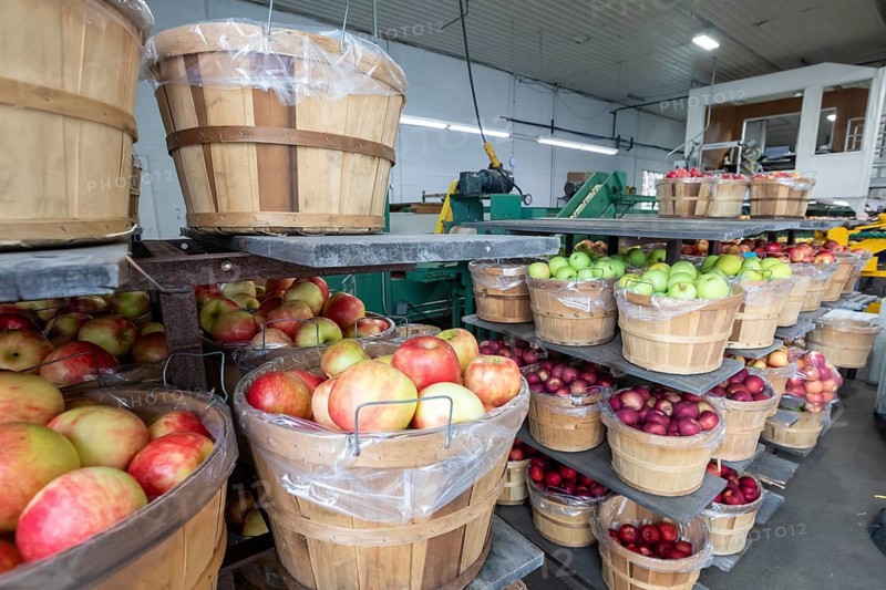 Berrien Springs, Michigan - Fresh apples are sorted and packed at Hildebrand Fruit Farms. Michigan is the second-largest grower of apples in the United States