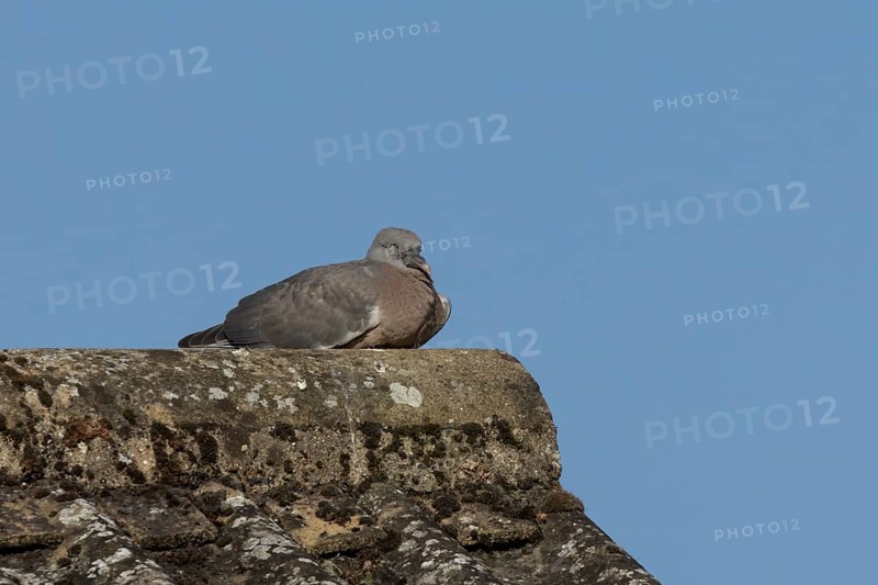Wood pigeon (Columba palumbus) juvenile baby squab bird resting on an urban house roof, England, United Kingdom