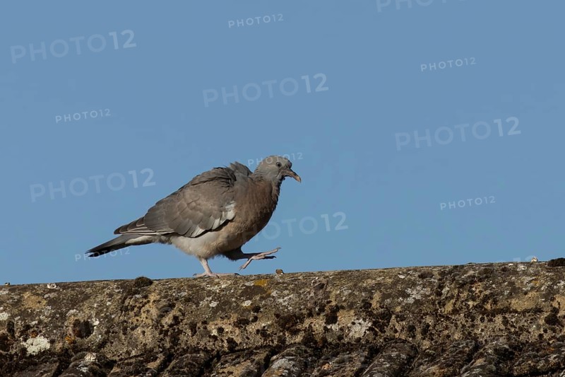 Wood pigeon (Columba palumbus) juvenile baby squab bird walking on an urban house roof, England, United Kingdom