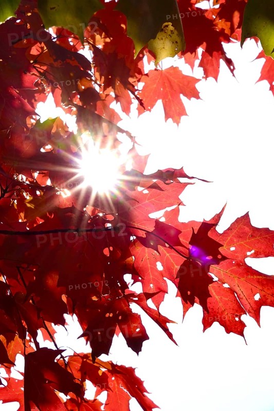 Autumn sun shining through the leaves of a maple tree, October, Germany