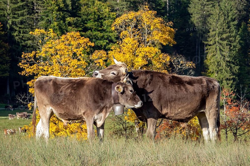 Cattle, 2 cows with cowbells, nestling heads together, autumn coloured trees behind, Stillachtal, Oberstdorf, Oberallgäu, Allgäu, Bavaria, Germany