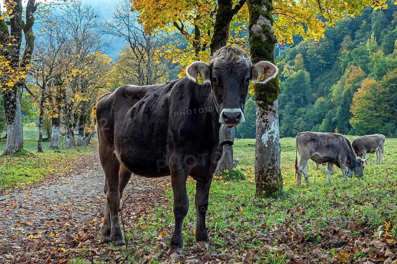 Cattle, cow with cowbell standing on hiking trail between autumn coloured trees, Stillachtal, Oberstdorf, Oberallgäu, Allgäu, Bavaria, Germany
