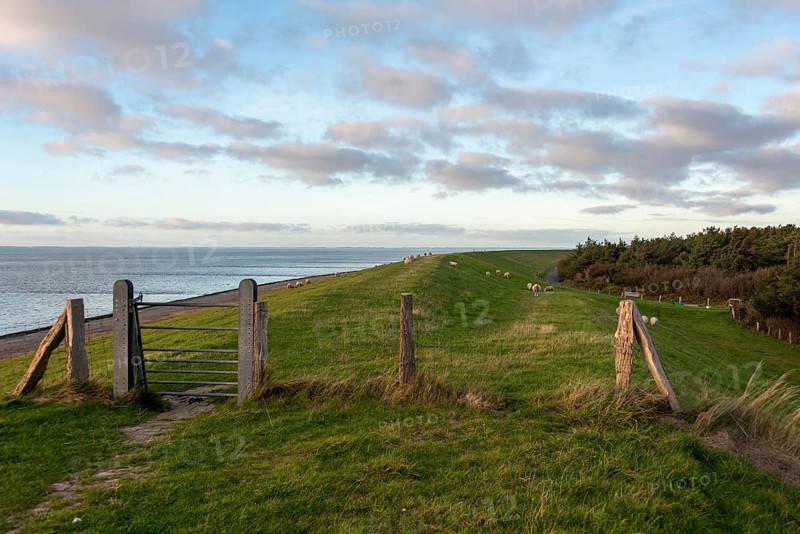 Extensive green dyke with sheep near Utersum, Föhr Island, Schleswig-Holstein, Germany