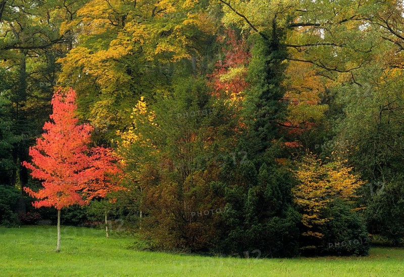 Mixed forest, maple tree, autumn colours, autumn leaves, autumn, forest cemetery, Stuttgart, Baden-Württemberg, Germany