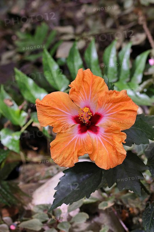 Hibiscus (Hibiscus), close-up of a red flower, houseplant, Wilnsdorf, North Rhine-Westphalia, Germany