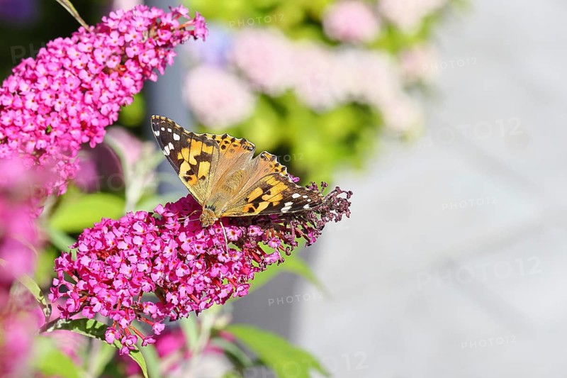 Thistle butterfly (Vanessa cardui) on a Buddleja davidii flower, Wilnsdorf, North Rhine-Westphalia, Germany