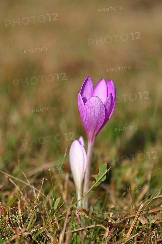 Autumn crocus (Colchicum autumnale), half-opened flowers in a meadow, endangered, protected poisonous plant species, native nature, wet meadow, autumn messenger, season, autumn, bulbous plant, poisonous plant, Wilnsdorf, North Rhine-Westphalia, Germany