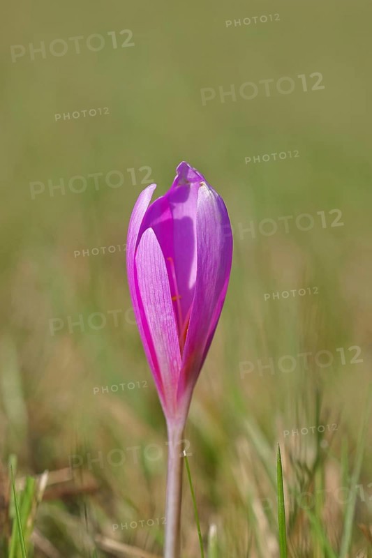 Autumn crocus (Colchicum autumnale), autumn crocus (Colchica) closed flowers in a meadow, endangered, protected poisonous plant species, native nature, wet meadow, autumn messenger, season, autumn, bulbous plant, poisonous plant, Wilnsdorf, North Rhine-Westphalia, Germany