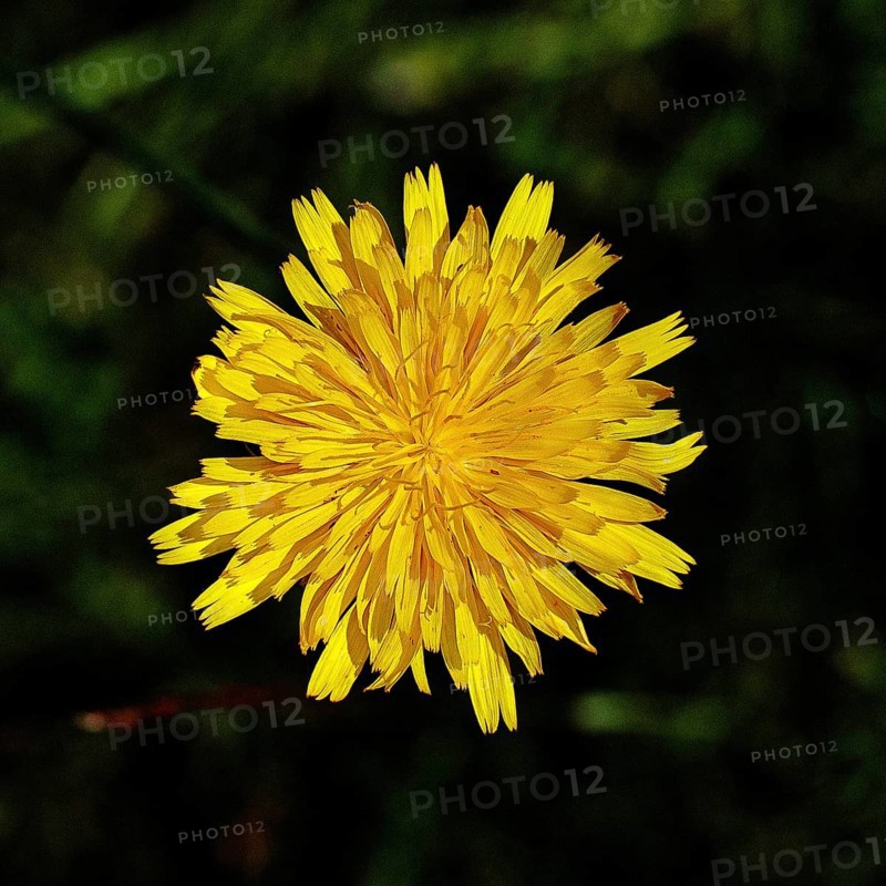 Hieracium lachenalii (Picris hieracioides), hawkweed bittercress, yellow flower on a rough meadow, close-up with black background, Wilnsdorf, North Rhine-Westphalia, Germany