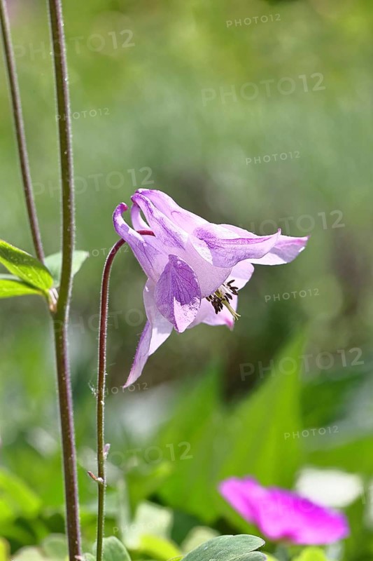 Columbine (Aquilegia vulgaris), pink flower at the edge of a forest, in spring, Wilnsdorf, North Rhine-Westphalia, Germany