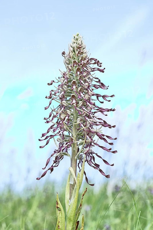 Goat's tongue (Himantoglossum hircinum), inflorescence with open white-purple flowers, on a weasel, high key photo, orchids, orchid, orchid plant, nature photography, Lahnstein, Rhineland-Palatinate, Germany