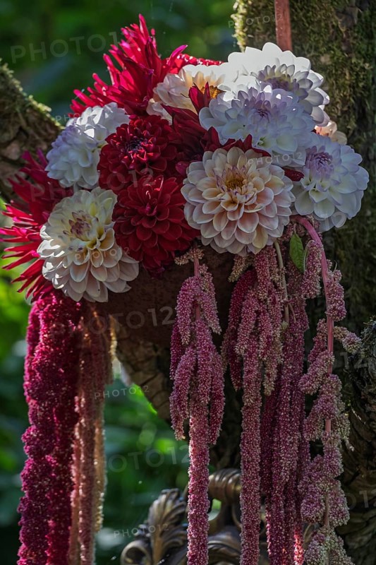 Bouquet of dahlias and foxtail, North Rhine-Westphalia, Germany