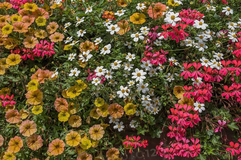 Colourful summer flowers, Palatinate, Rhineland-Palatinate, Germany