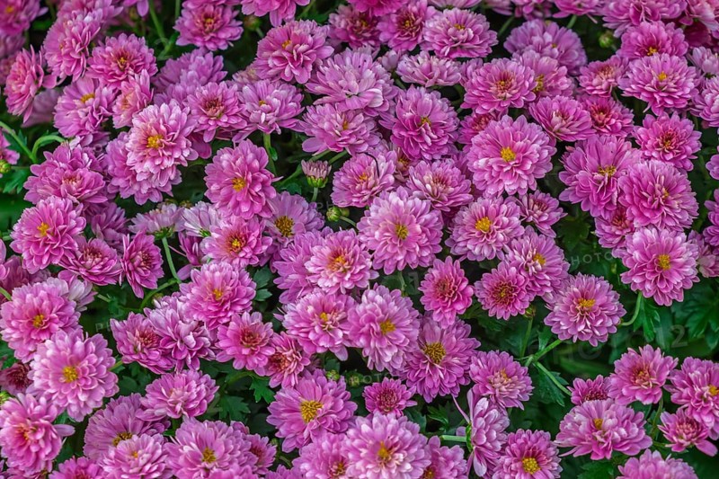Garden chrysanthemum (Chrysanthemum × grandiflorum), pink-coloured, Münsterland, North Rhine-Westphalia, Germany