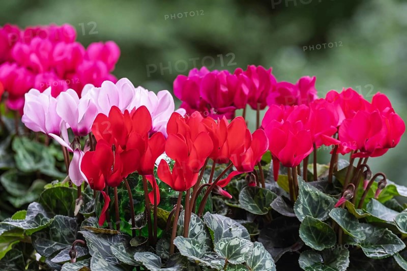 Cyclamen hederifolium or Neapolitan cyclamen (Cyclamen hederifolium), Münsterland, North Rhine-Westphalia, Germany