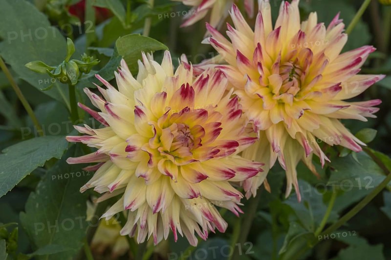 Dahlia (Dahlia), Münsterland, North Rhine-Westphalia, Germany