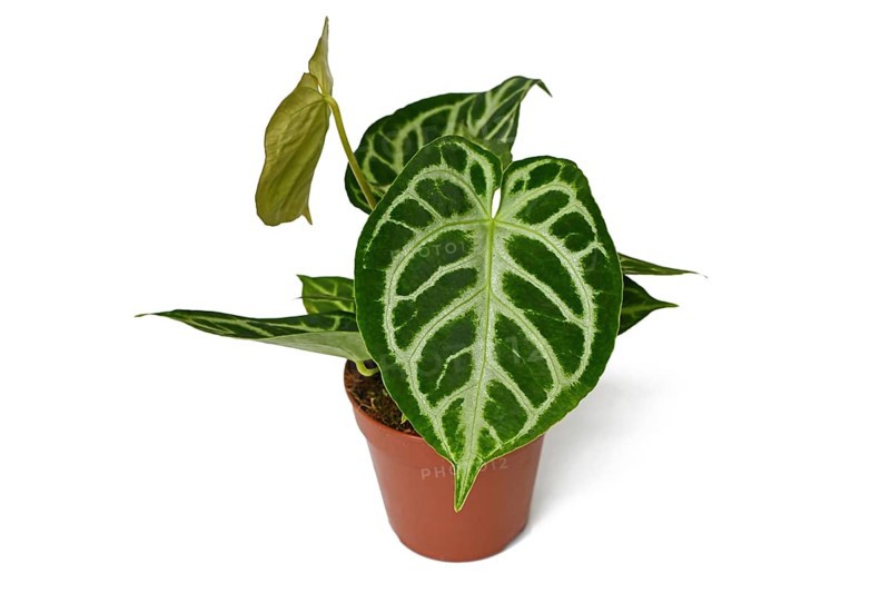 Beautiful 'Silver Blush Anthurium Crystallinum' houseplant with lace pattern on leaves in flower pot on white background