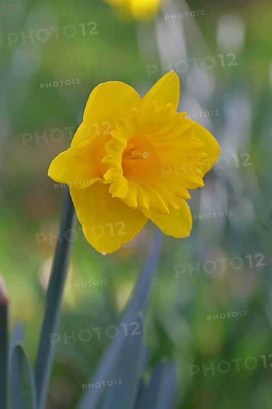 Daffodil (Narcissus), yellow flower in a garden, close-up, Wilnsdorf, North Rhine-Westphalia, Germany