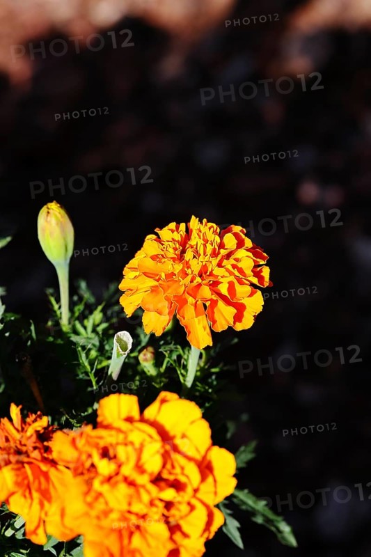 Bright orange flower of Tagetes erecta in close-up under sunlight with dark background, in a garden, Wilnsdorf, North Rhine-Westphalia, Germany